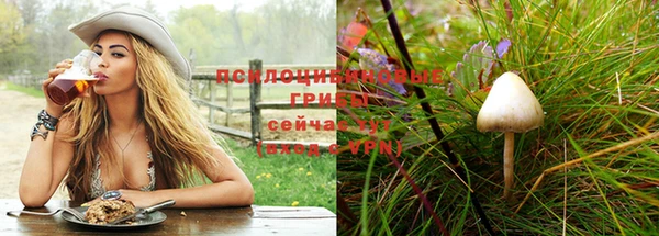 хмурый Белокуриха